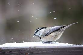 Helping the Birds in Winter