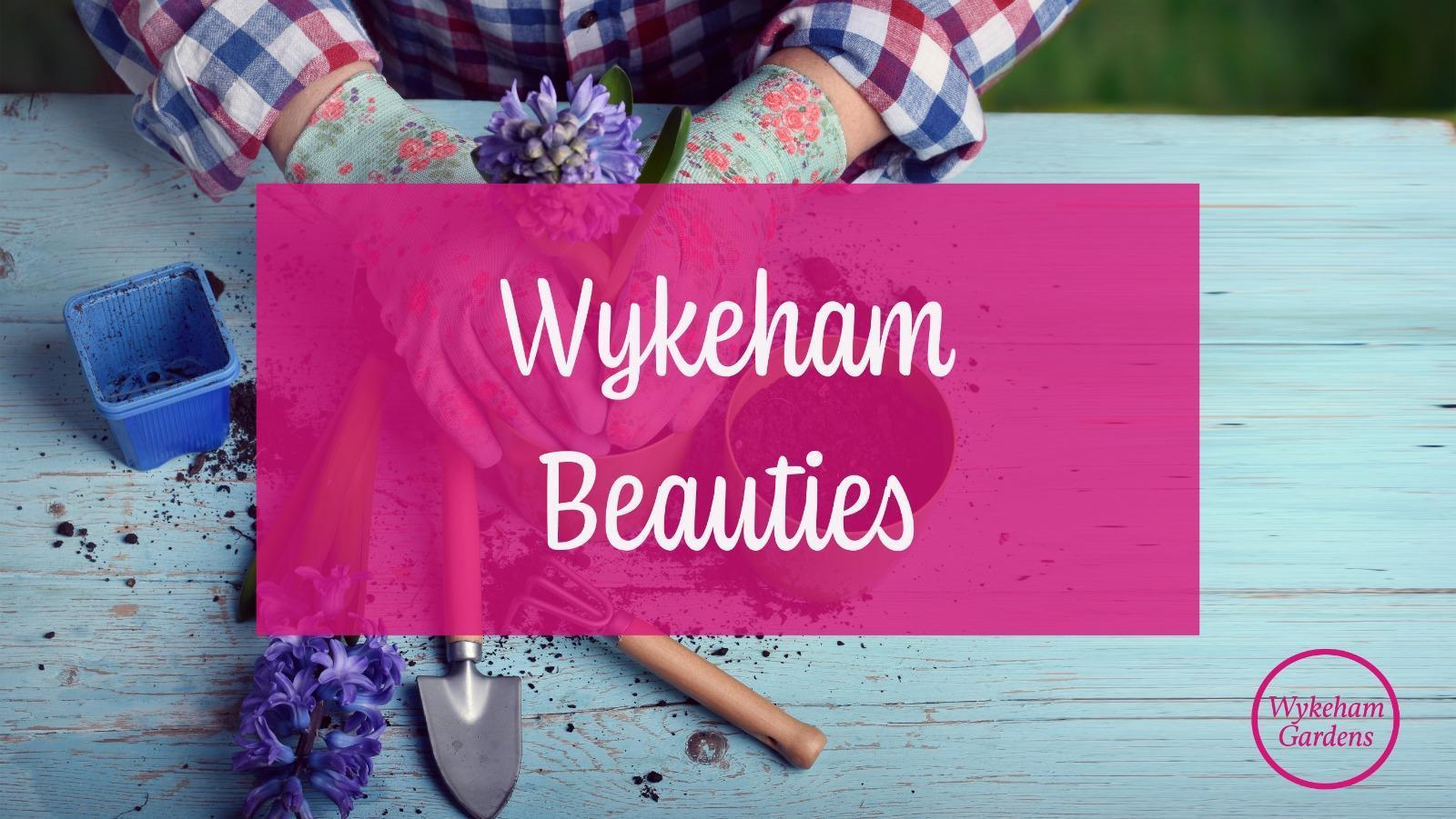 This week’s Beauties…..