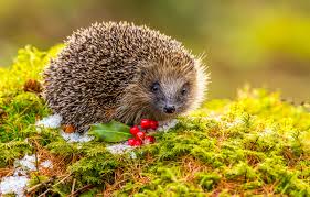 Helping Wildlife in your Garden