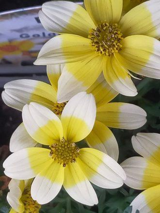 Beautiful Bedding now ready!