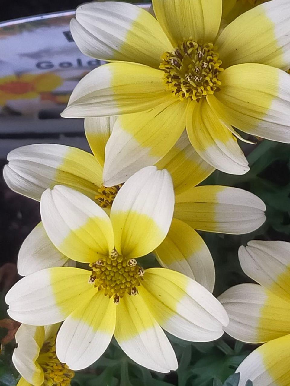 Beautiful Bedding now ready!