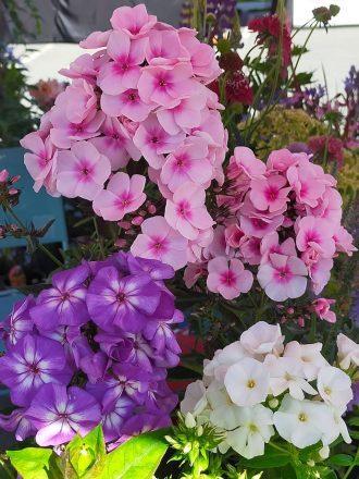 Wykeham Beauties…….