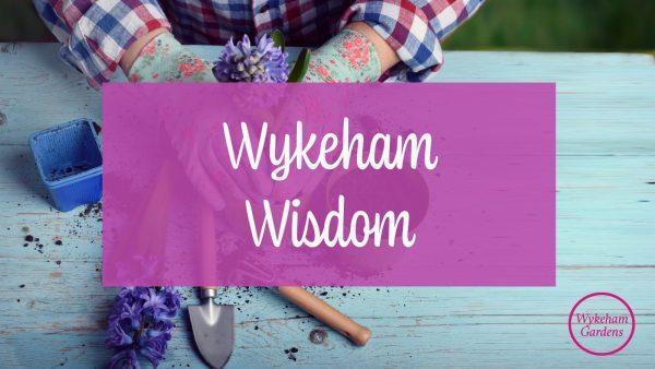Top Tips for your garden in September!
