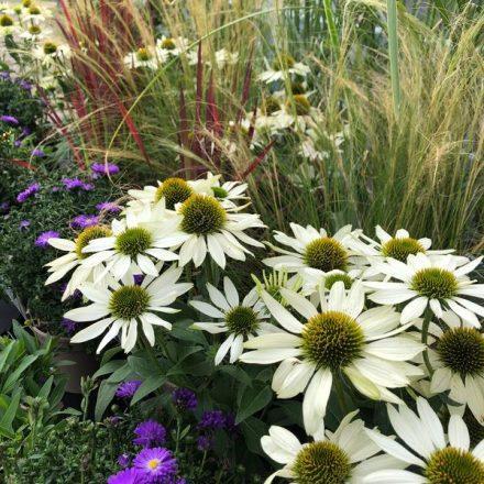 Late Summer Beauties…..