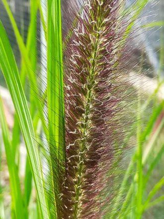 Gorgeous Grasses…..
