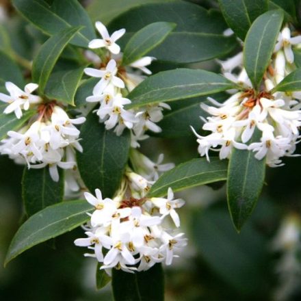A lovely plant to start the new Season