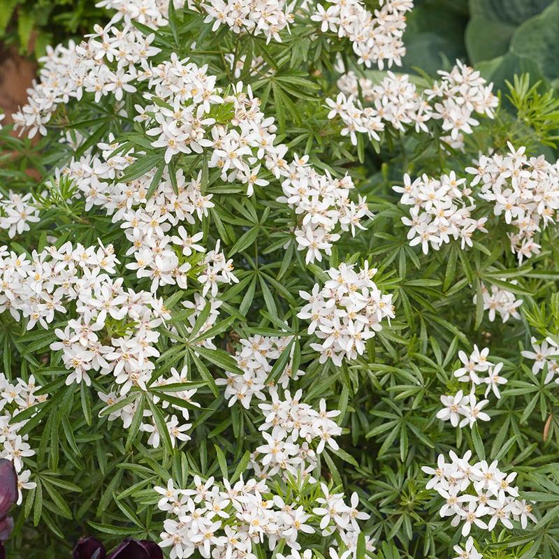 Introducing Choisya ‘White Dazzler’