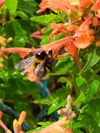 Amazing Agastache…