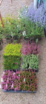 Super shrub selection