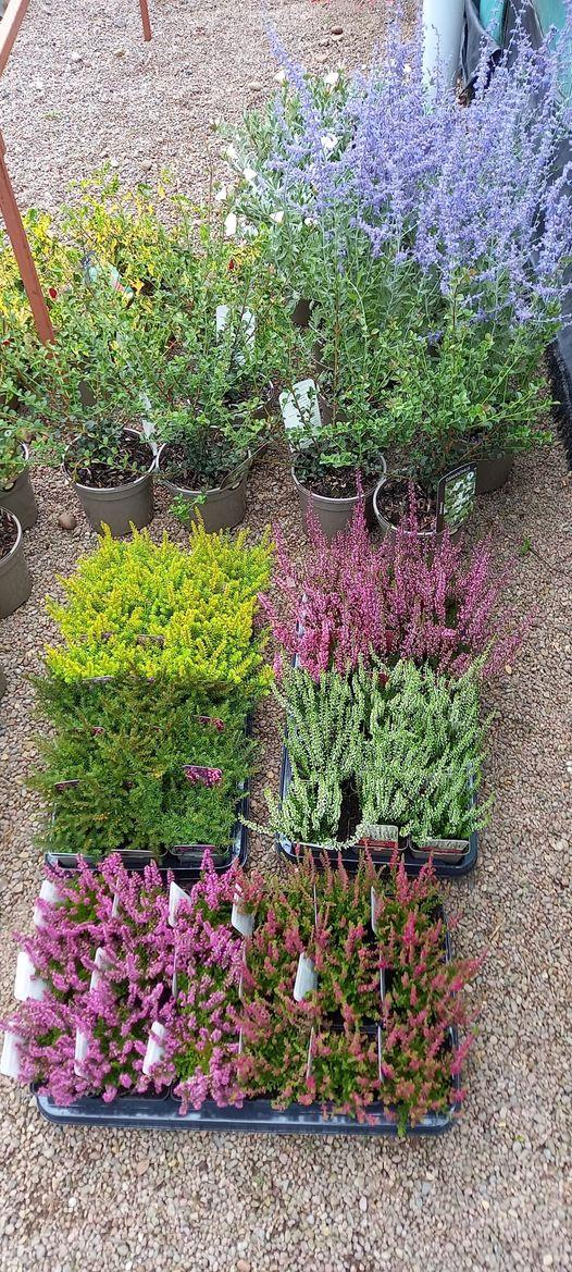 Super shrub selection