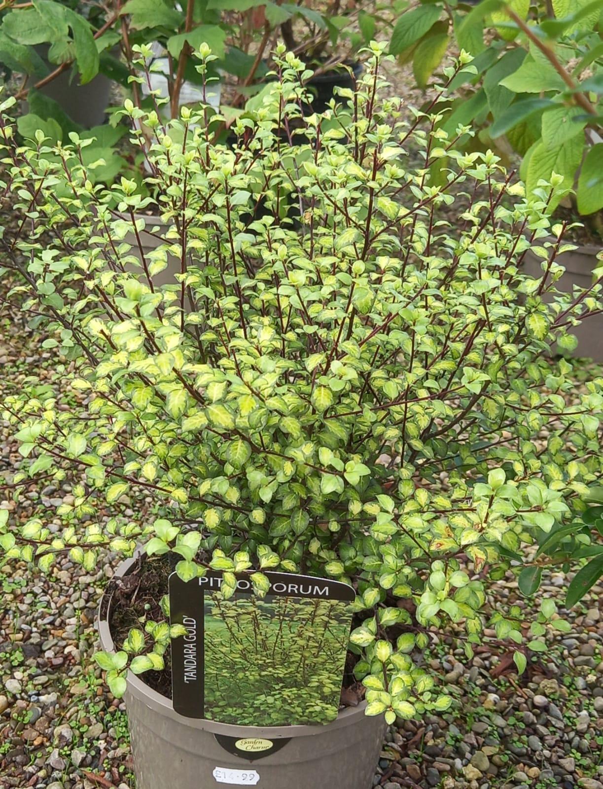 Ideal Time Of Year…..