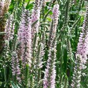 Wykeham Gardens
