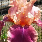 Wykeham Gardens